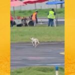 Cachorro invade pista do aeroporto de Ilhéus e atrasa pouso de voo vindo de Salvador
