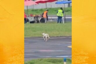 Cachorro invade pista do aeroporto de Ilhéus e atrasa pouso de voo vindo de Salvador
