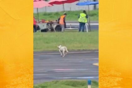 Cachorro invade pista do aeroporto de Ilhéus e atrasa pouso de voo vindo de Salvador