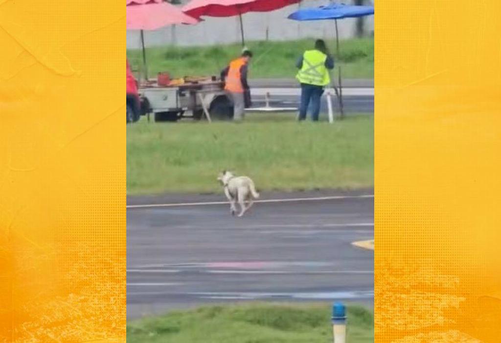 Cachorro invade pista do aeroporto de Ilhéus e atrasa pouso de voo vindo de Salvador
