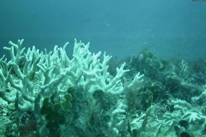 Edital do BNDES destina R$ 43 milhões para proteção de ilhas oceânicas