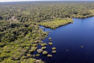 Fundo Amazônia bate recorde ao destinar mais de R$ 1 bilhão em 2025