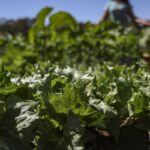 Parceria destina R$ 299 milhões para agricultura familiar na Bahia