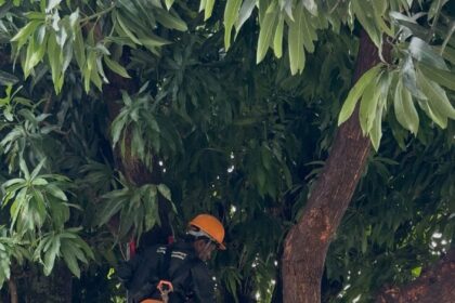 Prefeitura Municipal de Santo Antônio de Jesus iniciou tratamento de árvores em avenidas e praças da cidade – Prefeitura de Santo Antônio de Jesus - BA