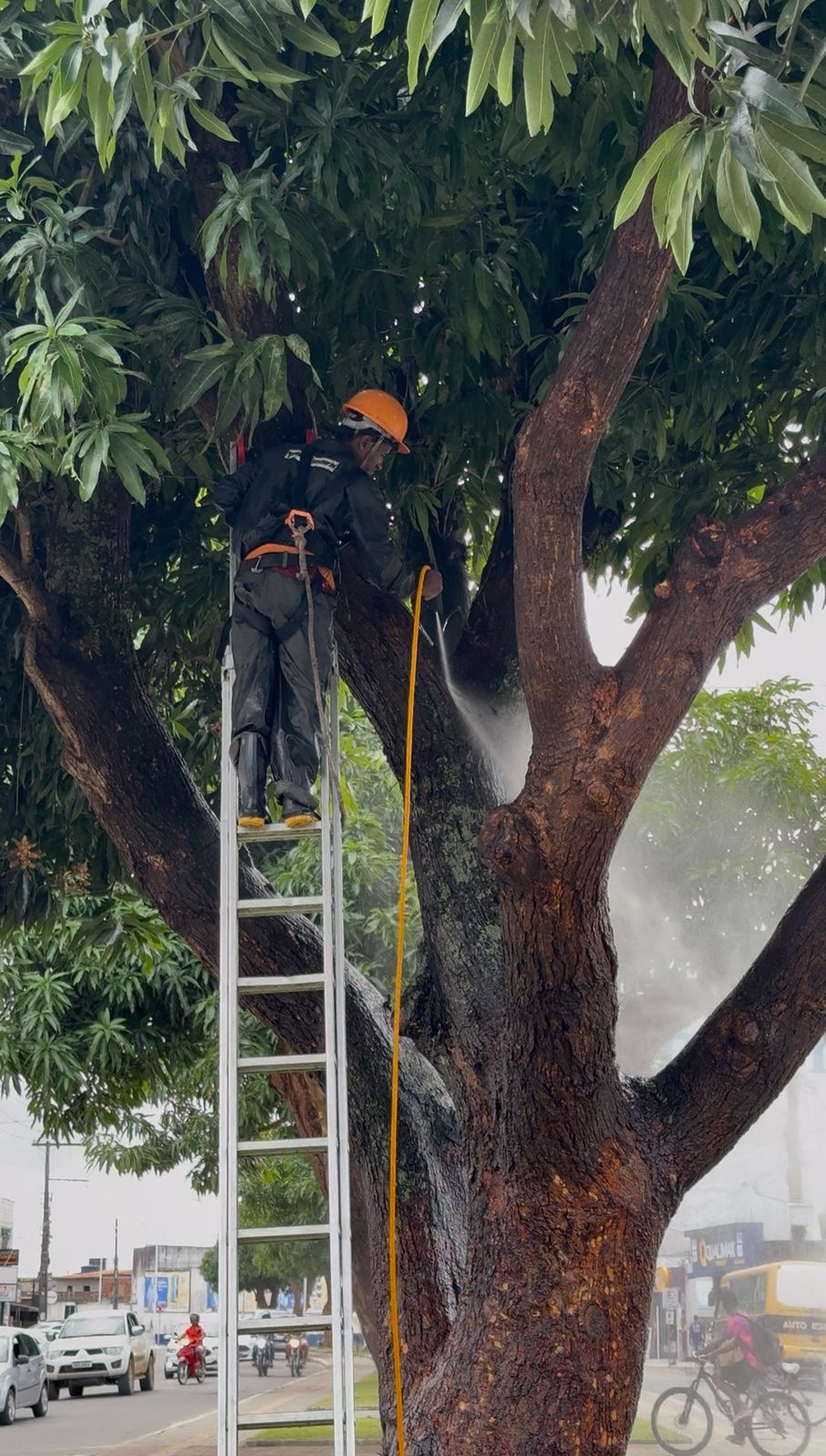 Prefeitura Municipal de Santo Antônio de Jesus iniciou tratamento de árvores em avenidas e praças da cidade – Prefeitura de Santo Antônio de Jesus - BA
