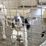 Projeto aprovado na Câmara proíbe uso de animais em testes cosméticos