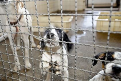 Projeto aprovado na Câmara proíbe uso de animais em testes cosméticos
