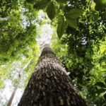 Países defendem fundo florestal com recursos carimbados para indígenas