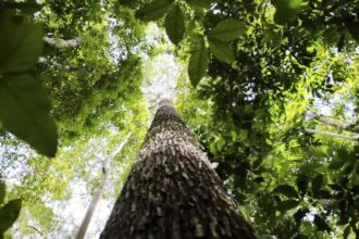 Países defendem fundo florestal com recursos carimbados para indígenas