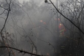 UE: incêndios florestais já queimaram mais de 1 milhão de hectares