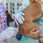 Prefeitura de Santo Antônio de Jesus realizou Dia D da Vacinação Antirrábica – Prefeitura de Santo Antônio de Jesus - BA