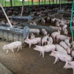 Produção de carne suína e de frango terá volume recorde em 2026