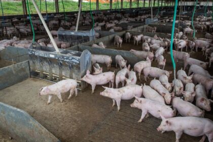 Produção de carne suína e de frango terá volume recorde em 2026