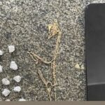 14º BPM prende homem por tráfico de drogas em Santo Antônio de Jesus