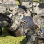 Fazendeiro planeja criar “universidade do búfalo” na Ilha de Marajó