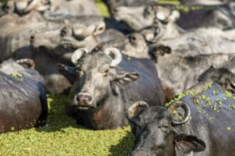 Fazendeiro planeja criar “universidade do búfalo” na Ilha de Marajó