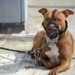 Lei em Guanambi exige focinheira, coleira reforçada e tutor maior de 18 anos para circulação de cães perigosos