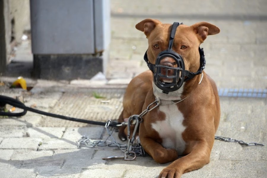 Lei em Guanambi exige focinheira, coleira reforçada e tutor maior de 18 anos para circulação de cães perigosos