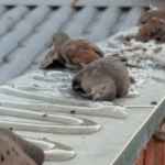 Mais de 50 aves morrem em Brasília após muro ser coberto com cola