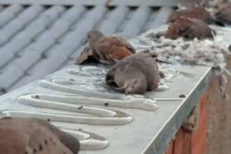 Mais de 50 aves morrem em Brasília após muro ser coberto com cola
