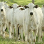 Pecuária brasileira cresce com sustentabilidade e lidera exportações mundiais