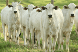 Pecuária brasileira cresce com sustentabilidade e lidera exportações mundiais