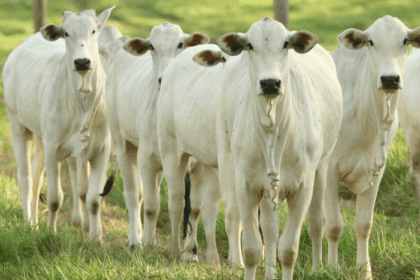 Pecuária brasileira cresce com sustentabilidade e lidera exportações mundiais