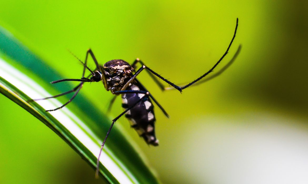 Dia D de combate ao Aedes aegypti ocorre neste sábado em todo o país