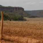 Fronteira Cerrado: acesso desigual ao Estado agrava conflitos agrários