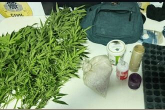 Homem é preso por cultivo ilegal de maconha em Cruz das Almas