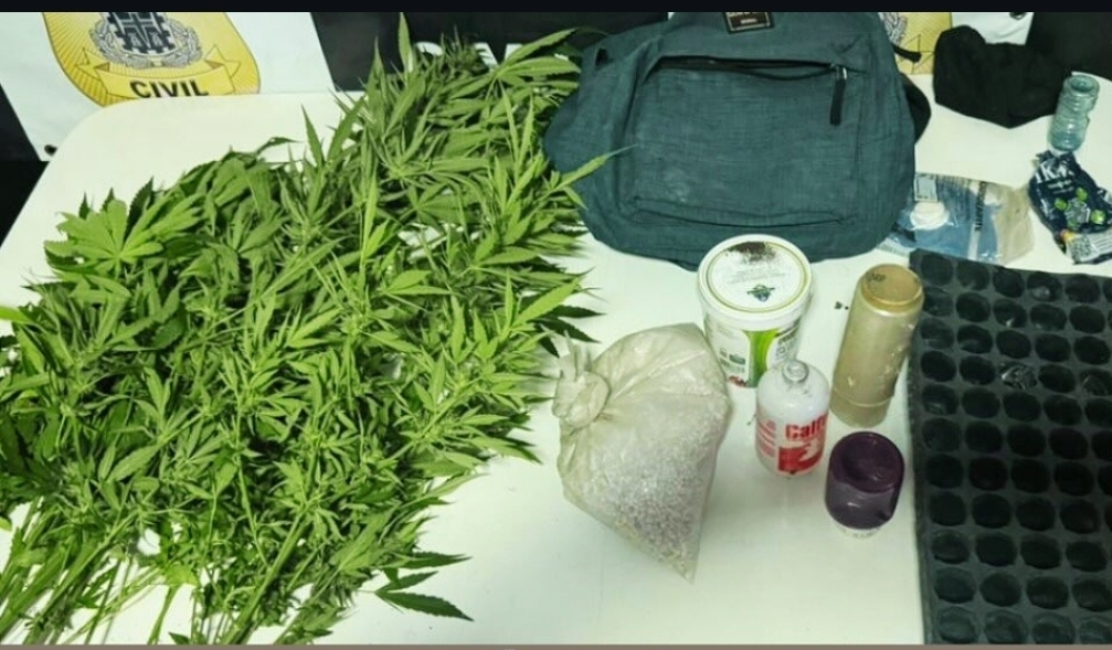 Homem é preso por cultivo ilegal de maconha em Cruz das Almas