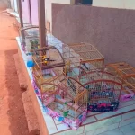 Influenciador baiano é multado em R$ 11,5 mil por divulgar vídeos de caça ilegal em Canarana