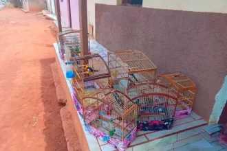 Influenciador baiano é multado em R$ 11,5 mil por divulgar vídeos de caça ilegal em Canarana