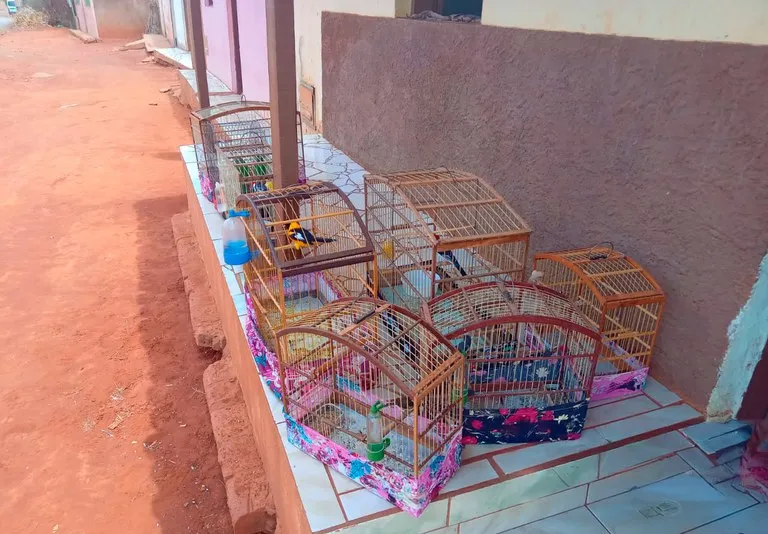 Influenciador baiano é multado em R$ 11,5 mil por divulgar vídeos de caça ilegal em Canarana