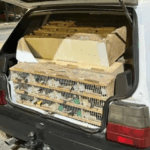 PRF resgata 523 animais silvestres transportados irregularmente na BR-110, próximo a Ribeira do Pombal