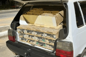 PRF resgata 523 animais silvestres transportados irregularmente na BR-110, próximo a Ribeira do Pombal