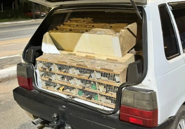 PRF resgata 523 animais silvestres transportados irregularmente na BR-110, próximo a Ribeira do Pombal