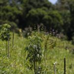 Revisão do IBGE: Mata Atlântica perde 1% de área e Cerrado ganha 1,8%