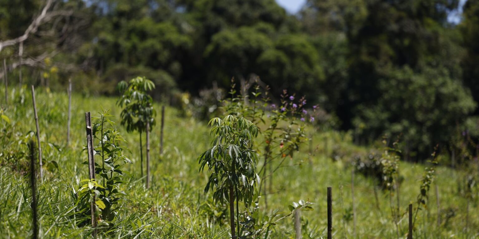 Revisão do IBGE: Mata Atlântica perde 1% de área e Cerrado ganha 1,8%