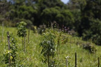 Revisão do IBGE: Mata Atlântica perde 1% de área e Cerrado ganha 1,8%