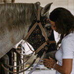 UNIFACS realiza atendimento clínico e odontológico a cavalos urbanos de Salvador