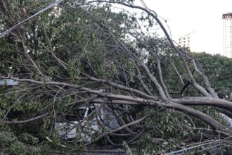 Defesa Civil de SP recebe 514 chamados por quedas de árvores