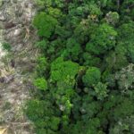 No Amazonas, 62% da exploração madeireira é feita ilegalmente