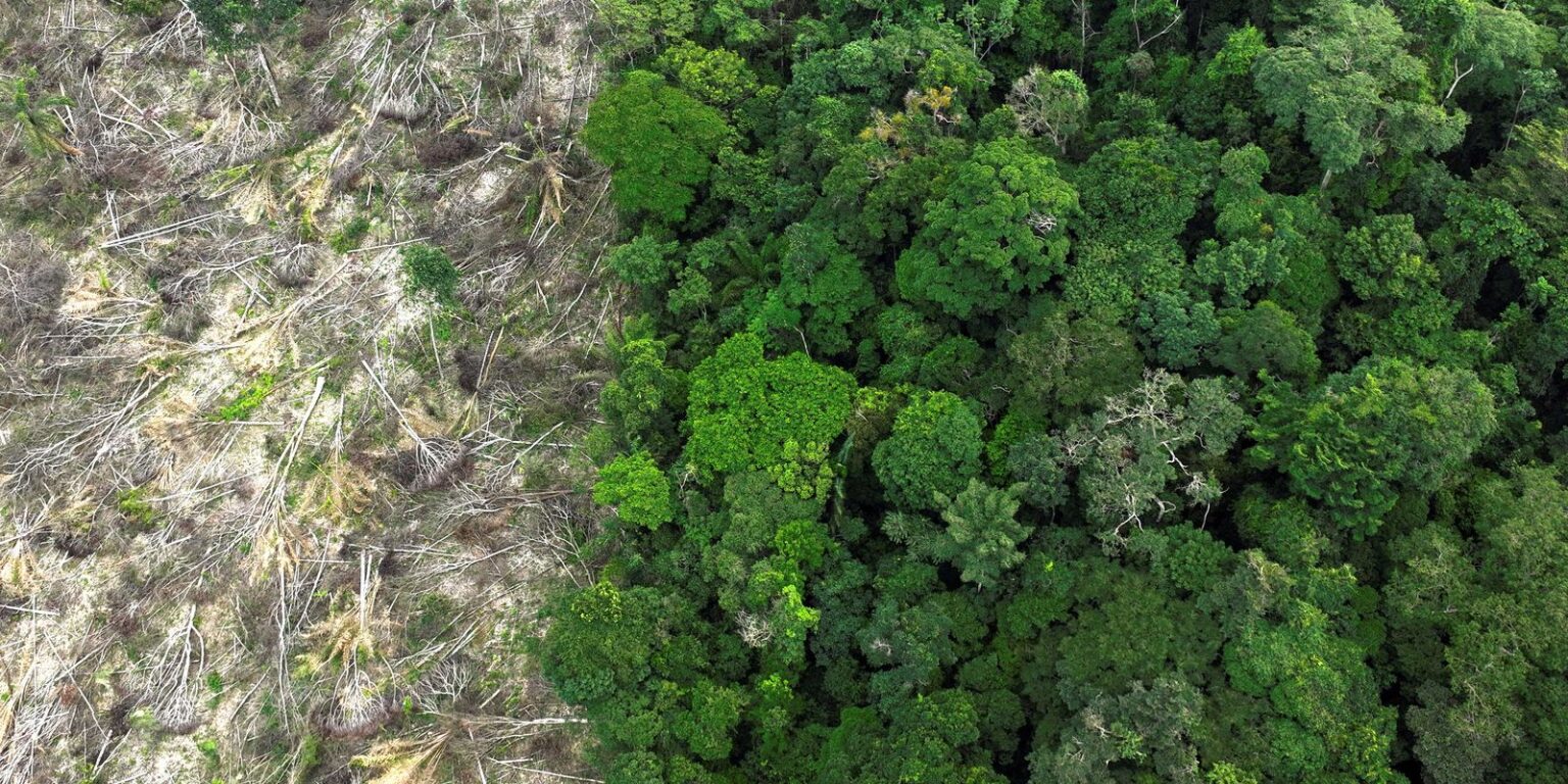 No Amazonas, 62% da exploração madeireira é feita ilegalmente