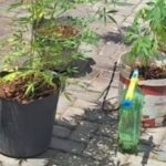 Polícia Militar descobre cultivo de cannabis e prende suspeito em Nazaré