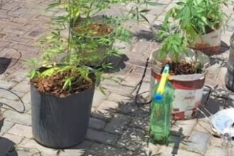 Polícia Militar descobre cultivo de cannabis e prende suspeito em Nazaré