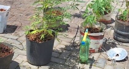 Polícia Militar descobre cultivo de cannabis e prende suspeito em Nazaré