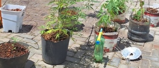 Polícia Militar descobre cultivo de cannabis e prende suspeito em Nazaré