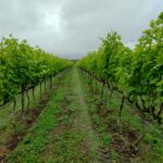 Produção de vinhos no Brasil cresce 38% em 2025