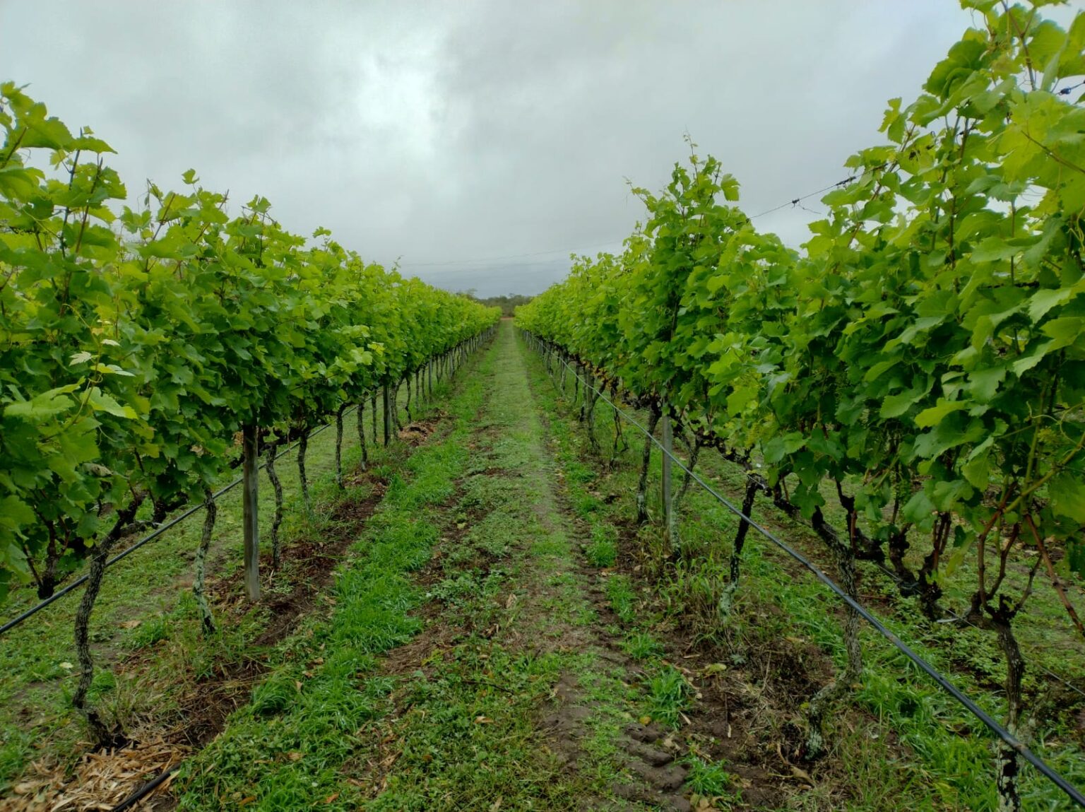 Produção de vinhos no Brasil cresce 38% em 2025